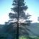 One Tall Pine Tree