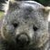 Wile E. Wombat