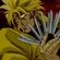 The hand of Dio