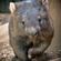 Wombat 77
