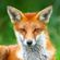 foxy by