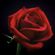 Red Black Rose