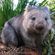 Le Wombat