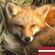 Red.Fox