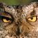 RageKiller Owl
