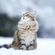 Snowkat