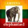 elephantas1