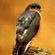 Ike Falcon