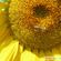 Sunflower45